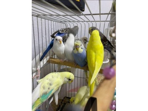 Sağlıklı muhabbet kuşları yuvadan yeni çıkmış