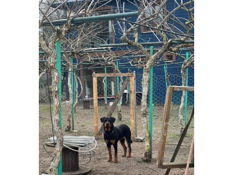 Rottweiler ücretsiz sahiplendirmek istiyorum
