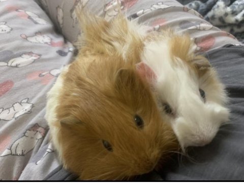 Ginepig uyguna acil