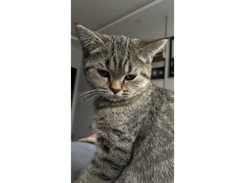 British shorthair erkek yavru