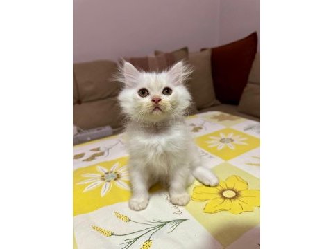 British longhair yavrular