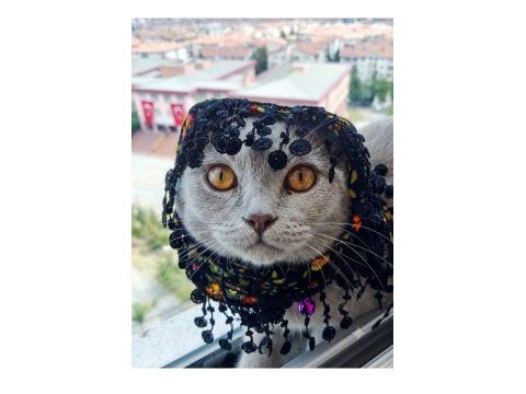 Dört aylık çipli kedimiz