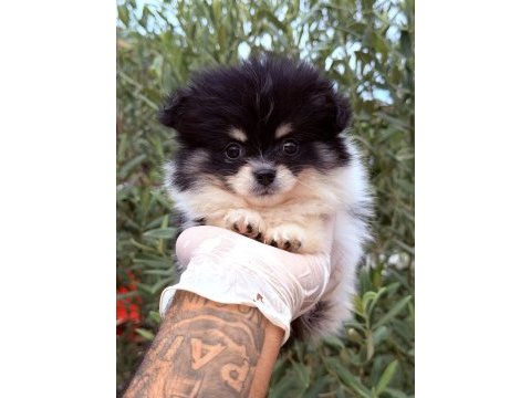 Pomeranian boo ayı surat yavrular