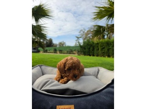 Poodle çiftliğinden red brown toy poodle bebeklerimiz