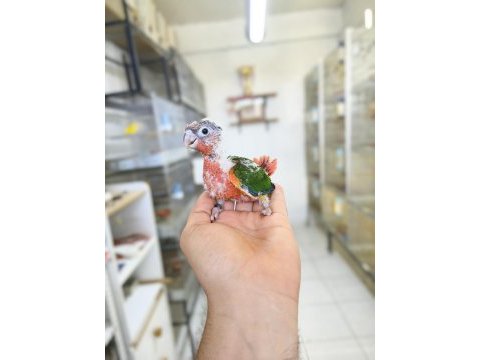 Nadir bir renk nadir bulunan son bebek konur
