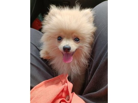 5 aylık sağlıklı dişi pomeranian boo yavrumuz