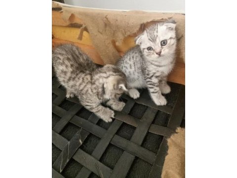 16 nisan doğumlu yavrular scottish fold