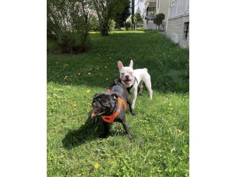 10 ekim doğumlu 6 aylık aşırı oyuncu french bulldog