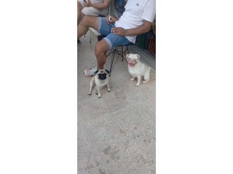 Bakımlı pug yavrular