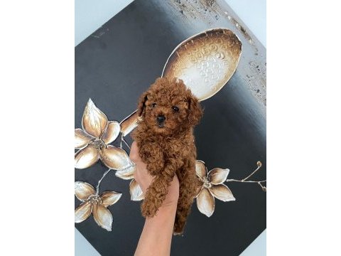 Kıvır kıvır orjinal poodle minişlerim