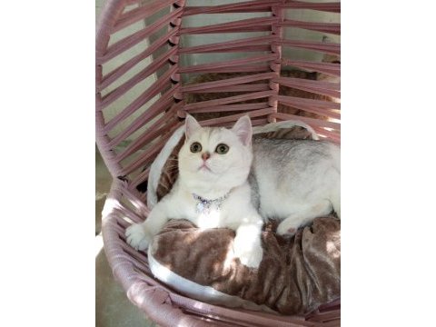 Safkan şecereli anne babadan silver shaded kedimiz