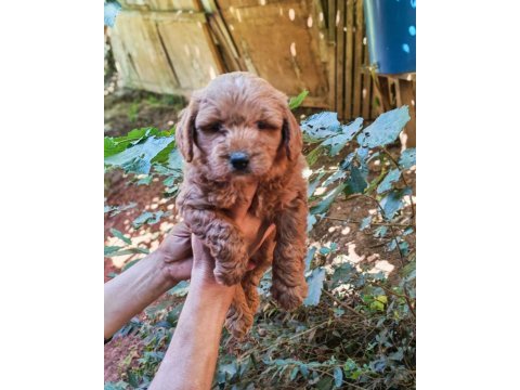 Uygun bütçeli harika maltipoo bebekler poodle gibi