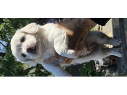 Sevimli bebiş köpekler