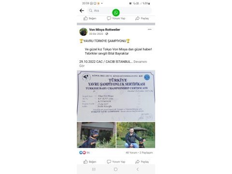 Rottweiler yavruları secereli