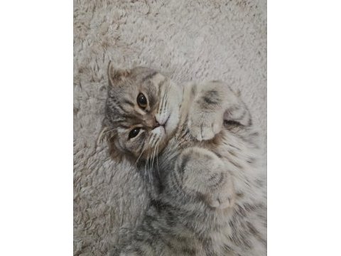 Acil scottish fold kedisi