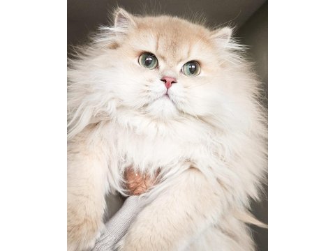 Şampiyon efsane soy british longhair