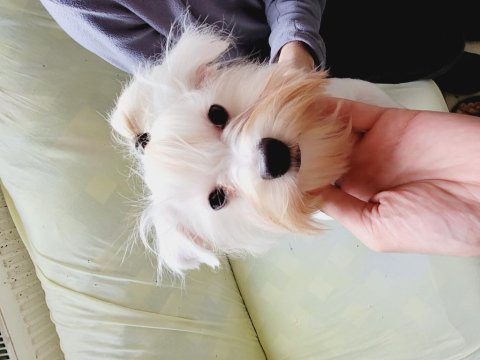 Show kalite maltese