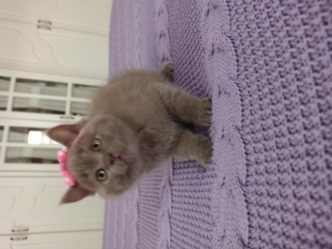 Sevimli oyuncu kucak delisi top kafa british shorthair