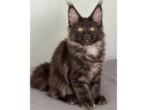 Maine coon erkek ns black smoke