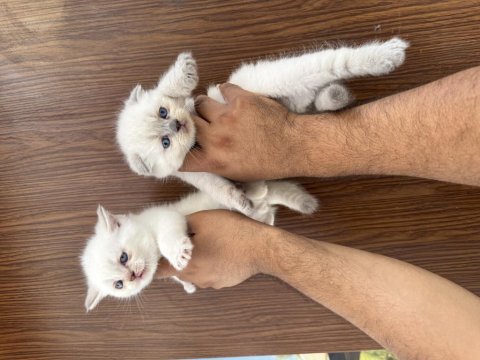 Resmi işletmeden orjinal scottish fold yavrular