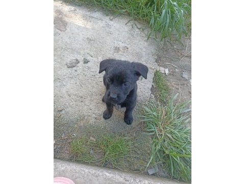 2 aylık yavru köpekler