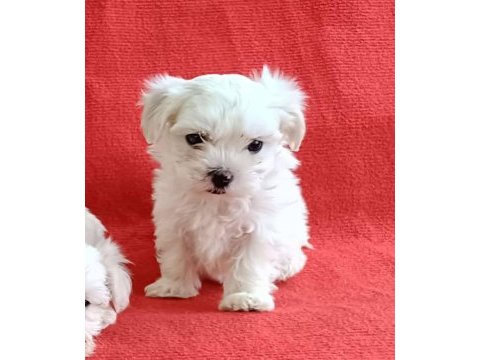 Maltese yavrular minyatür boy