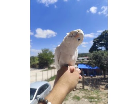 Full evcil kakadu papağanı