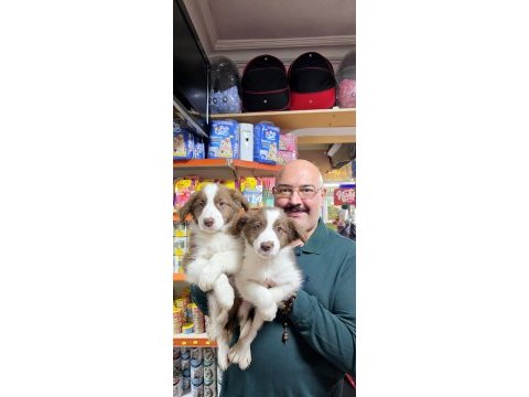 Red white ve red merle border collie yavruları