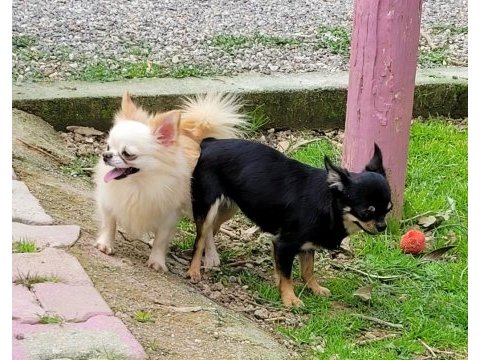Longhair erkek chihuahua