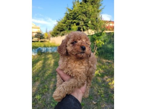 Yavru top poodle