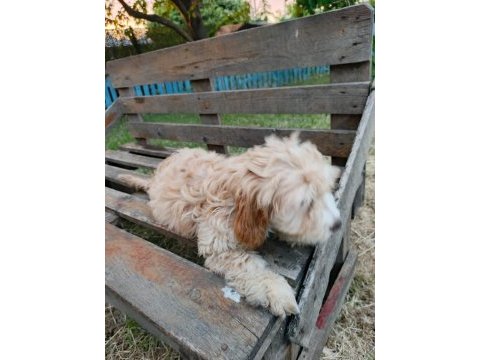 Orjinal maltipoo yavruları