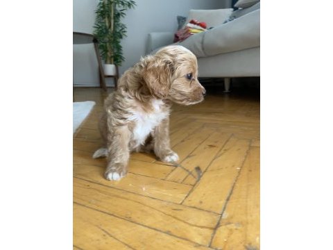 Maltipoo red 2 aylık