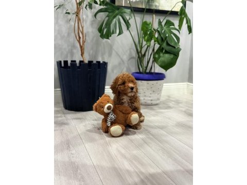 2 aylık poodle bebeğin yeni sahibi olmak ister misiniz