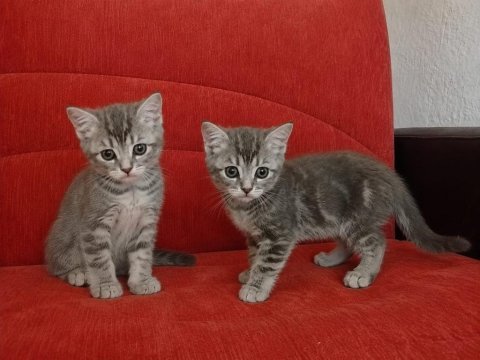 Tatlımı tatlı top kafa british yavrularımız