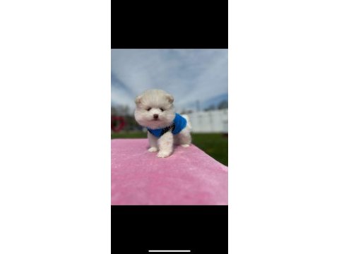 Show kalite teddy boo yavrular pomeranian
