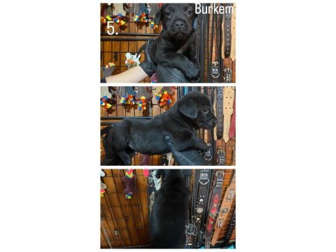 Burkemden hayat arkadaşı labrador yavrularımız