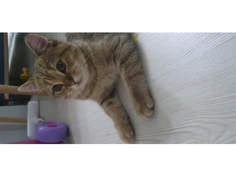 7 aylık yavru british shorthair kedimiz