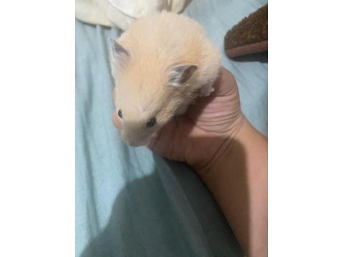 Acil hamster ilan çok ucuza vereceğim