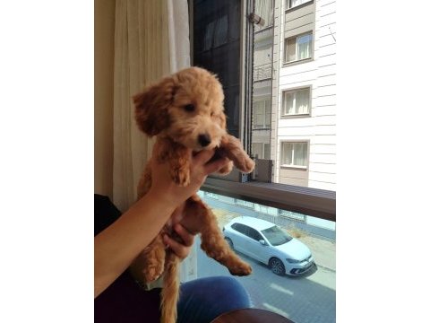 5 aylık dişi poodle