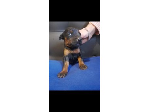 A kalite doberman yavrum king