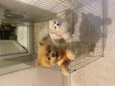 Pomeranian 1 yaşında sağlıklı paşam