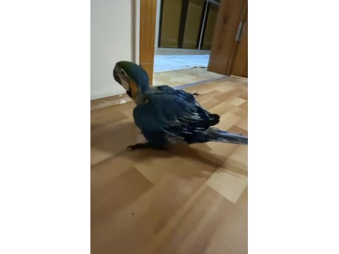 Orman bakanlığı belgeli yavru evcil sarı macaw papağanı
