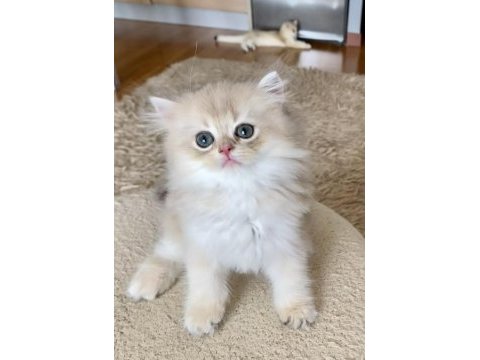 Safkan british longhair blue golden erkek yavru