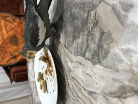 Sultan papağanımız için ciddi alıcı ile görüşülür