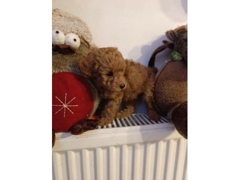 Toy poodle kendi köpeğim