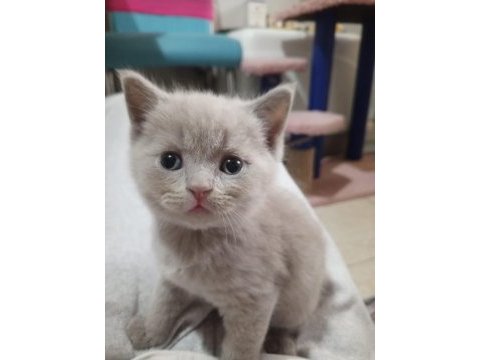 Sevimli ve oyuncu minnoş kediler