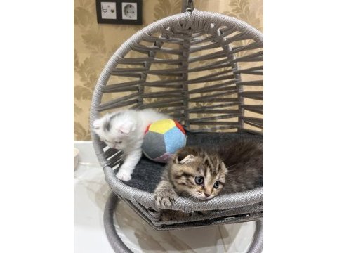 Maviş gözlü oyuncu ve çok akıllı scottish fold