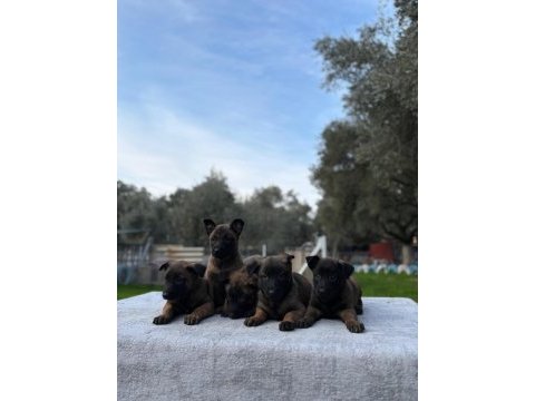 Muhteşem belçika malinois yavrularımız