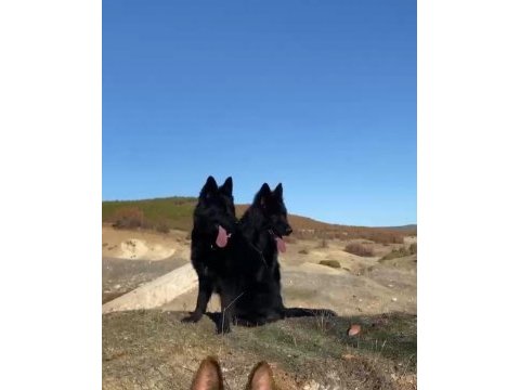 Solid black siyah alman çoban köpeği