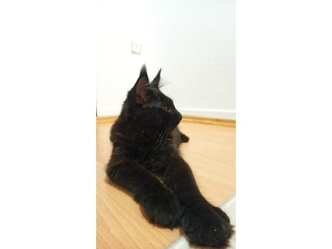 Dernek kayıtlı full şecereli aşıları tamam maine coon erkek